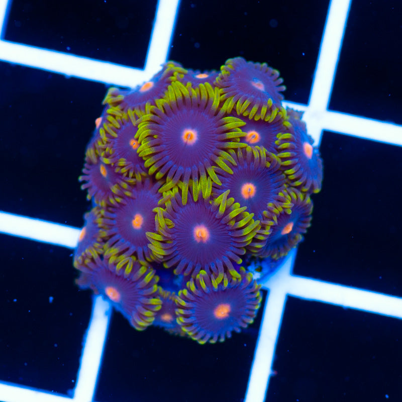 Yellow Skirt Zoanthids