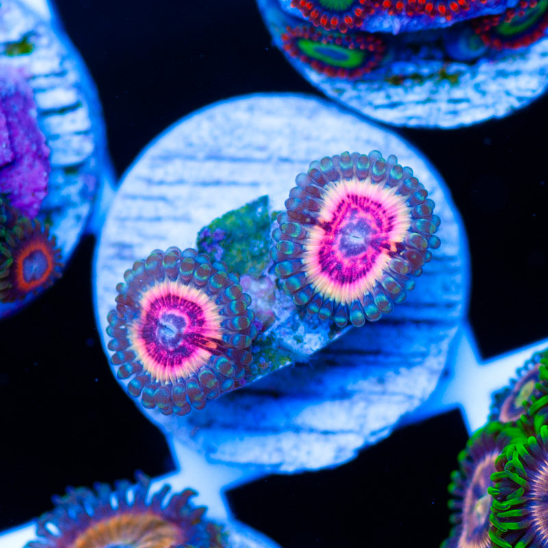 CC Bloodsucker Zoanthids