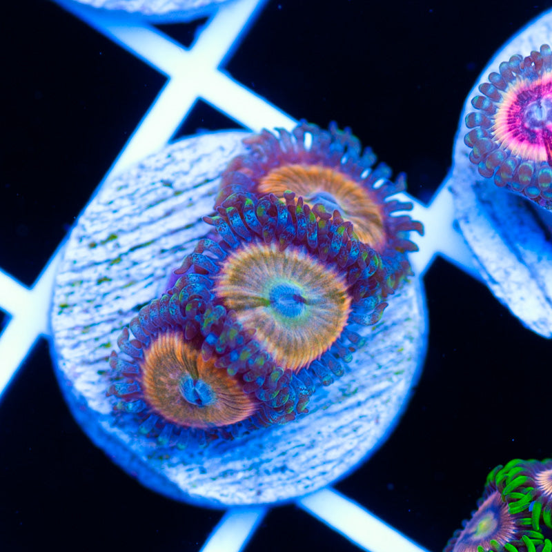 CC Orange Fusion Zoanthids