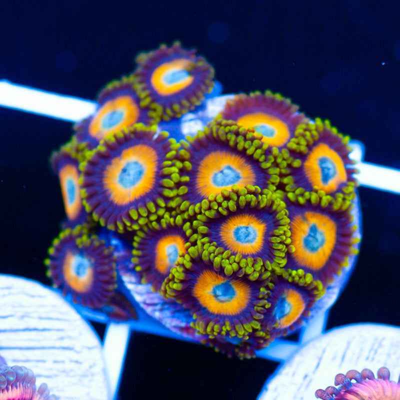 Scrambled Egg Zoanthids