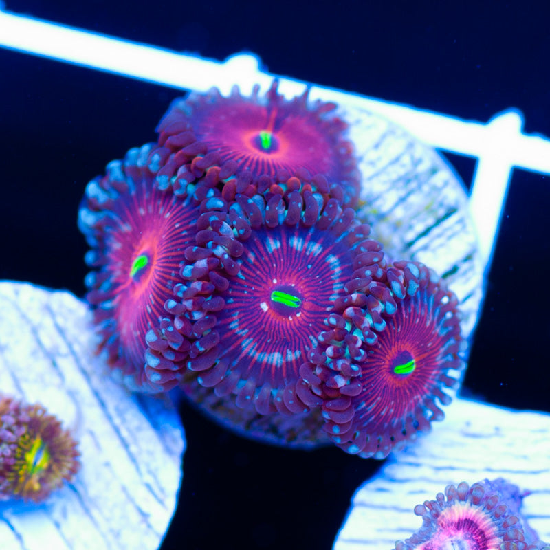 Salted Agave Zoanthids