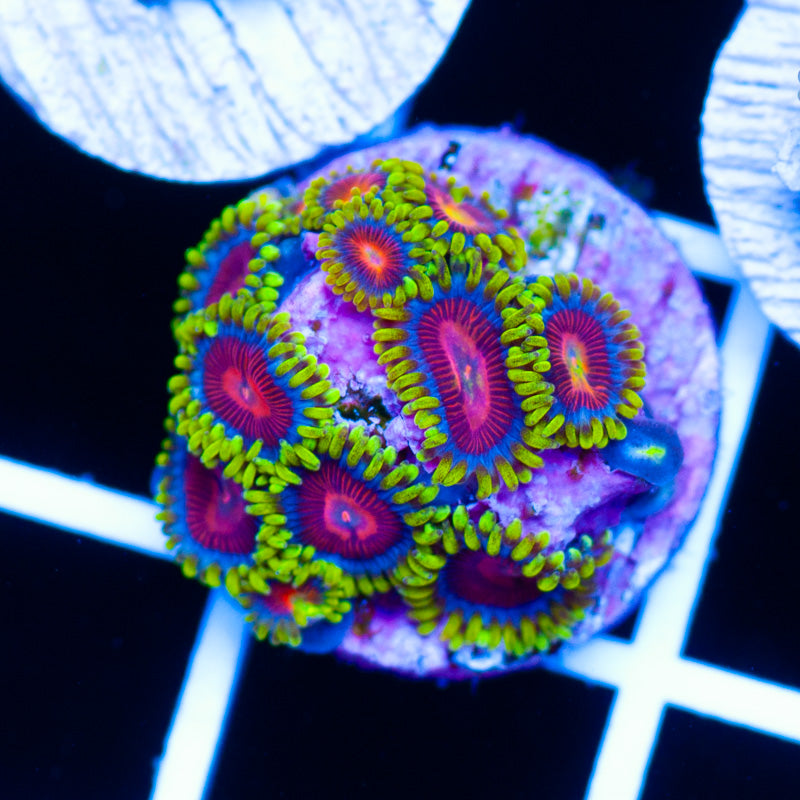 CC Spitfire Zoanthids