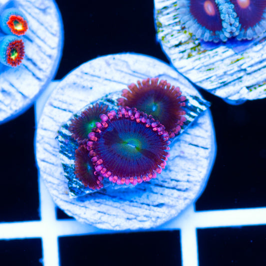 Rock Candy Zoanthids