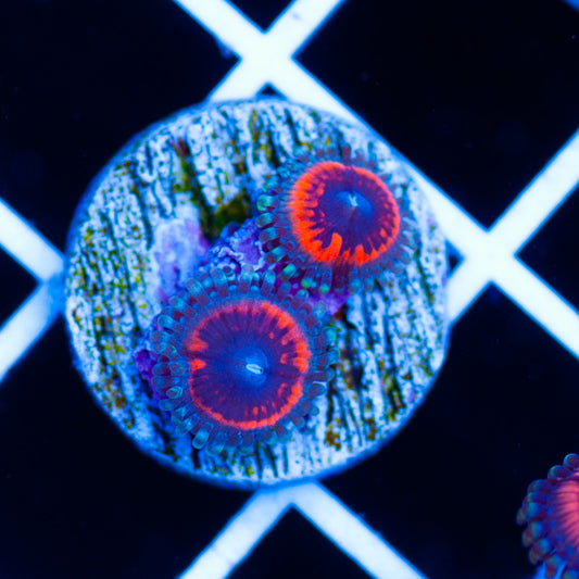 Devils Armor Zoanthids