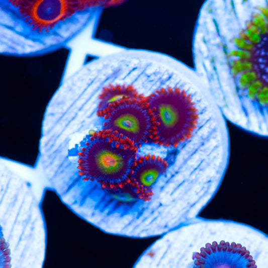 Circus Zoanthids