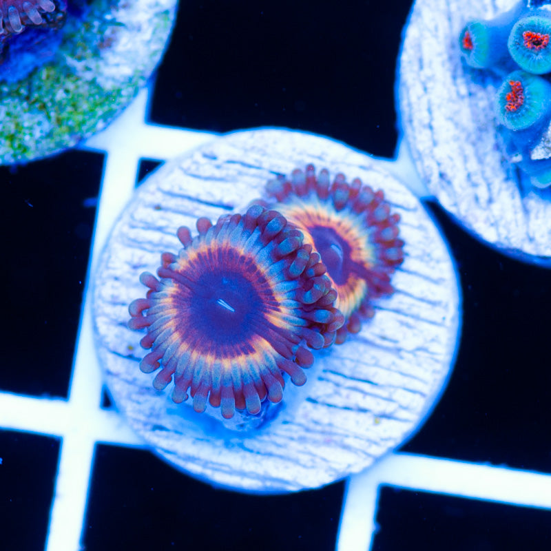 Vamps in Drag Zoanthids