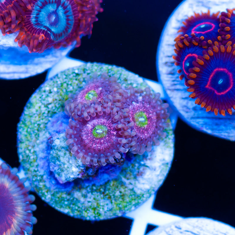 OG Chong Bong Zoanthids