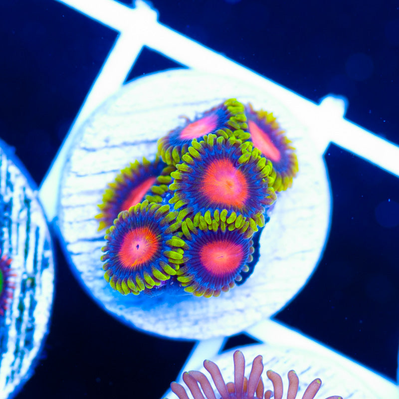 Glitch Zoanthids
