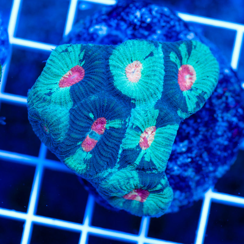 Dragoneye Favia Colony