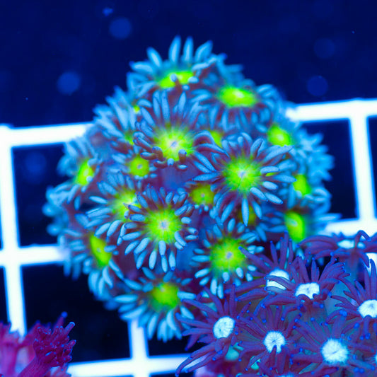 Osaka Sun Goniopora