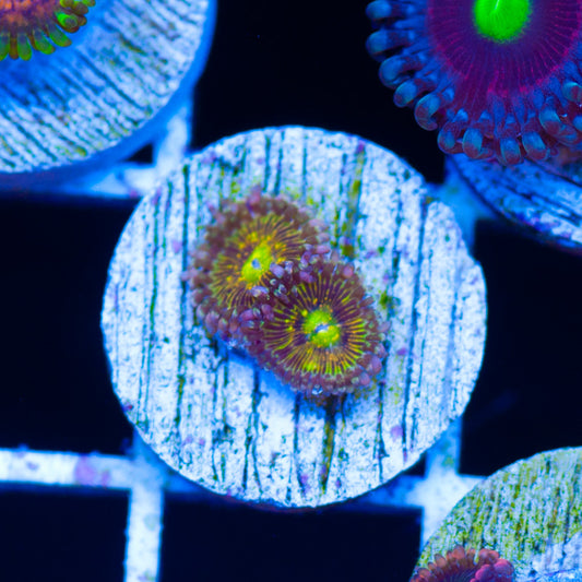 Auction Grim Reaper Zoanthids