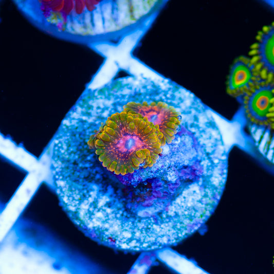 Auction Grand Master Krak Zoanthids