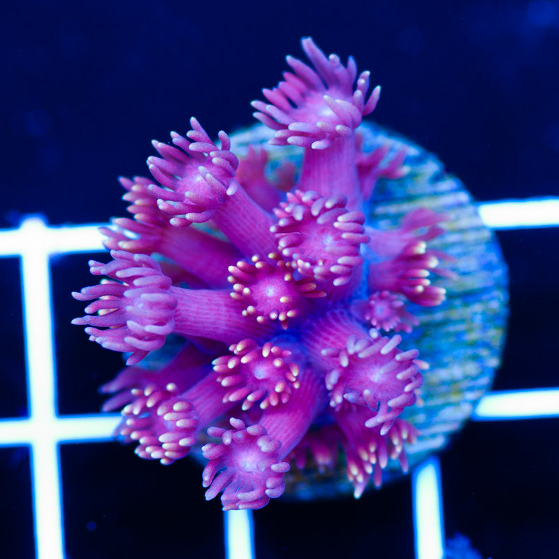 Hellfire Goniopora