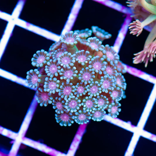 Poison Ivy Alveopora