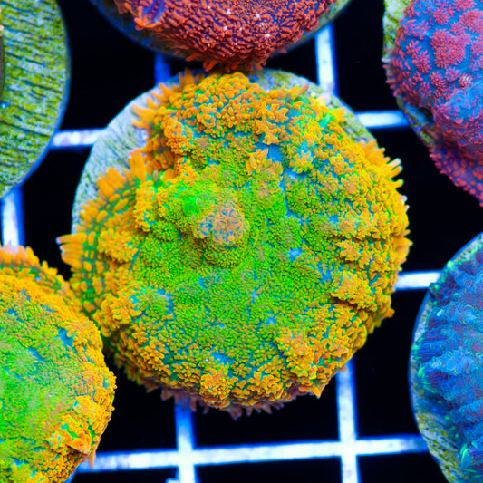 Auction Insane Rhodactis Mushroom #2