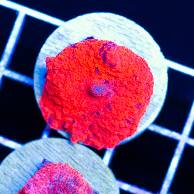 Deadpool Discosoma