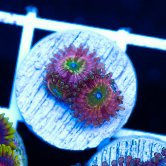Monsters Inc Zoanthids