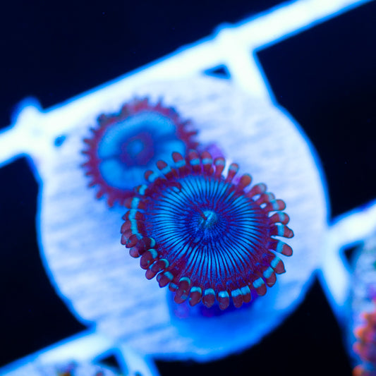 Frozen Armageddon Zoanthids #1
