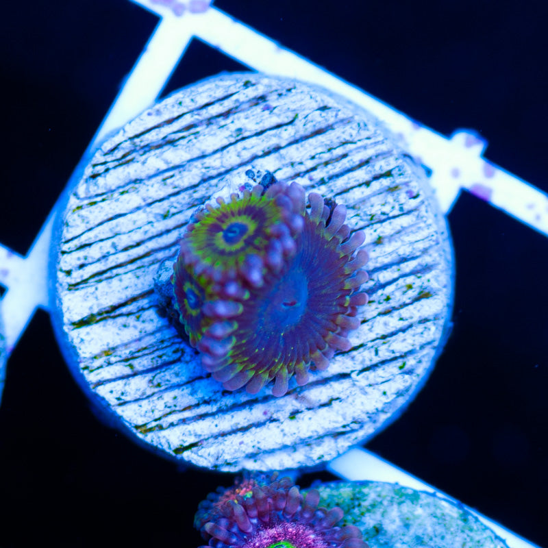 Tims Chiquita Zoanthids