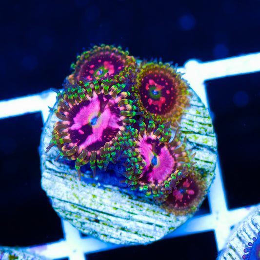 Space Chaos Zoanthids