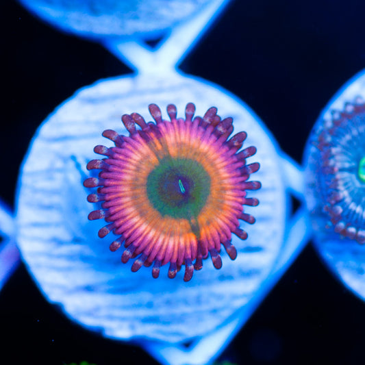 CB Rainbow Infusion Zoanthid
