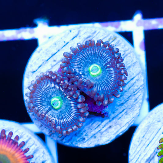 Snowglobe Zoanthids