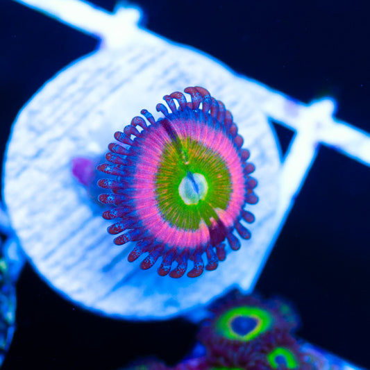 CC Rainbow Kazoo Zoanthid