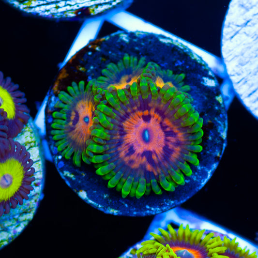 Marvin the Martian Zoanthids
