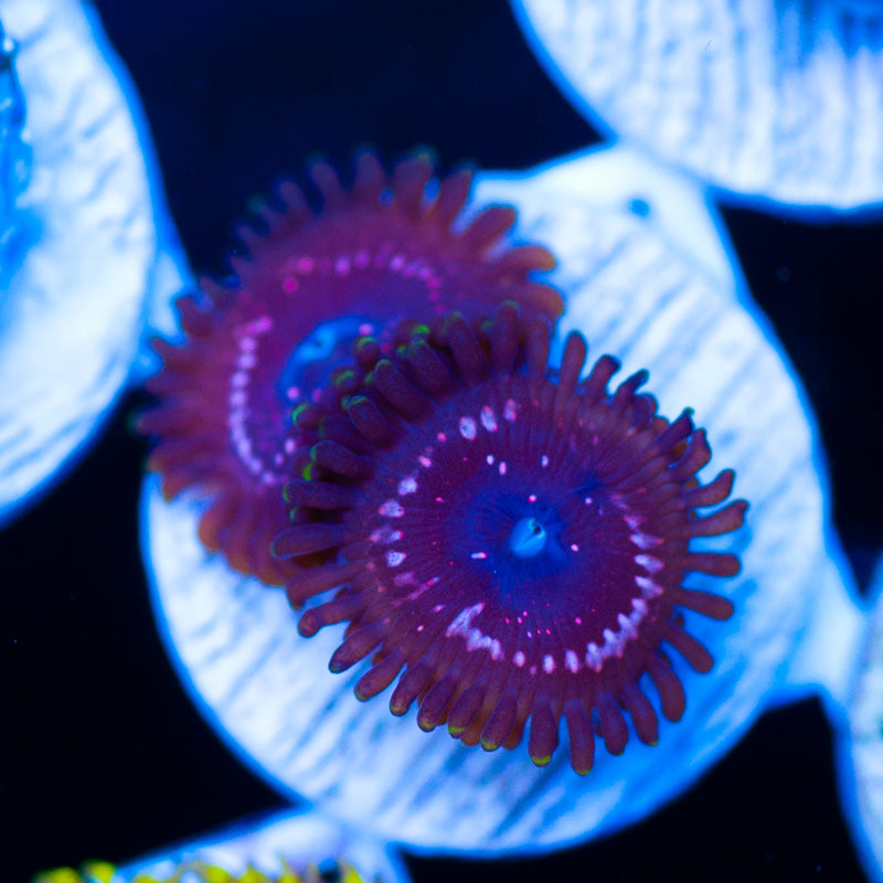 WWC Taser Zoanthids