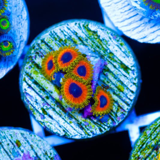 Great Owl Zoanthids