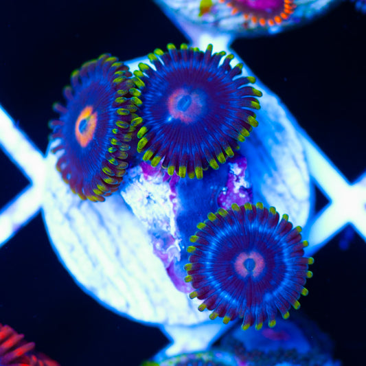 JF Big Bang Zoanthids