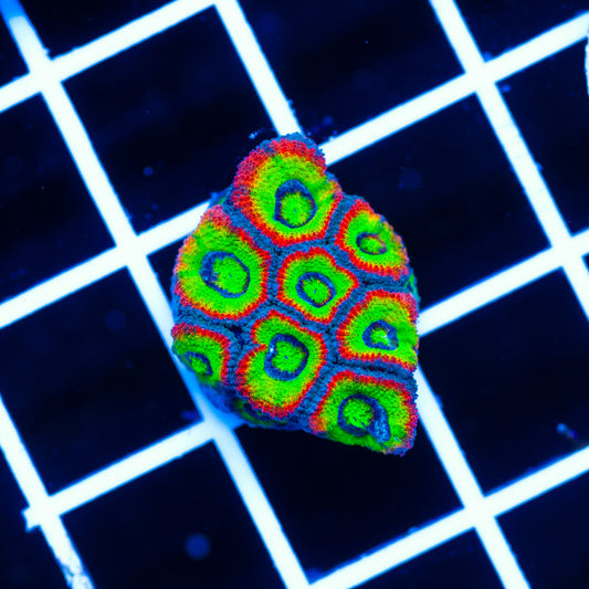 Holy Grail Micromussa