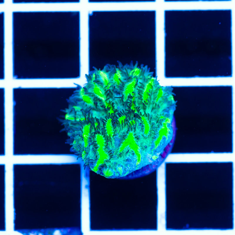 JF Limelight Plating Hydnophora