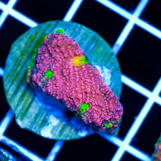 CC Pink Watermelon