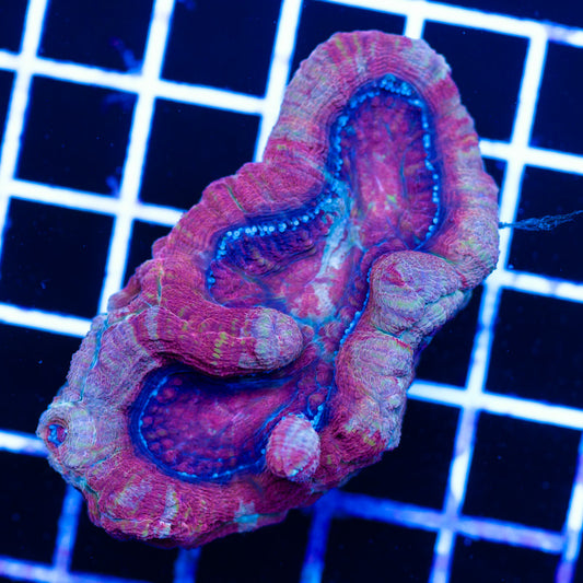 XL Aussie Bowerbanki Polyp