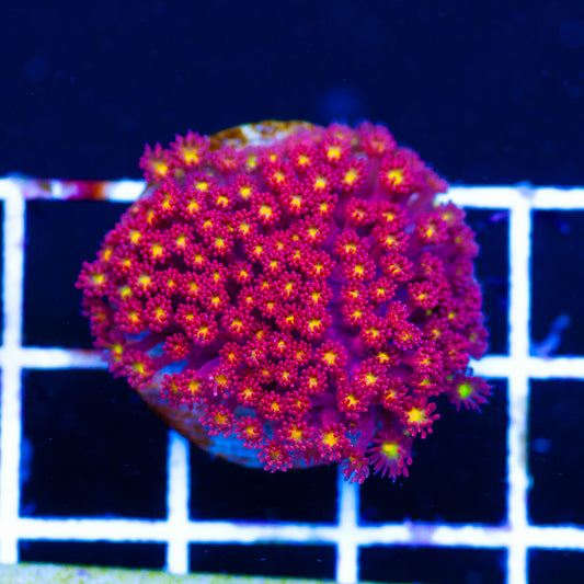 CC Rising Sun Goniopora/Bernardapora