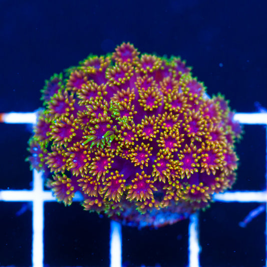 Gonzos XXX Goniopora/Bernardapora