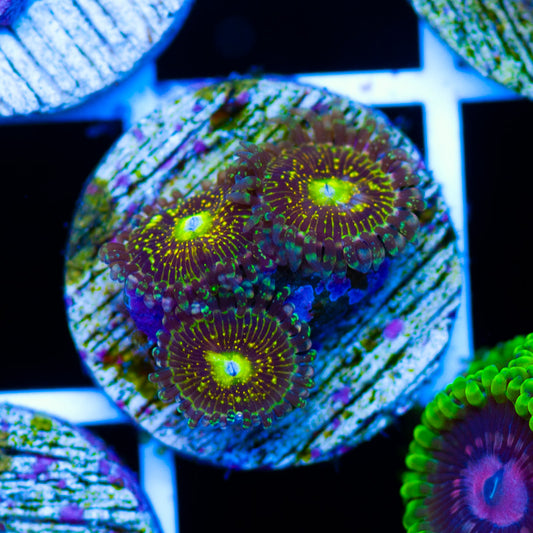 Grim Reaper Zoanthids