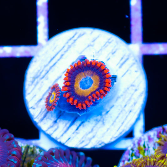 Blondies Zoanthids