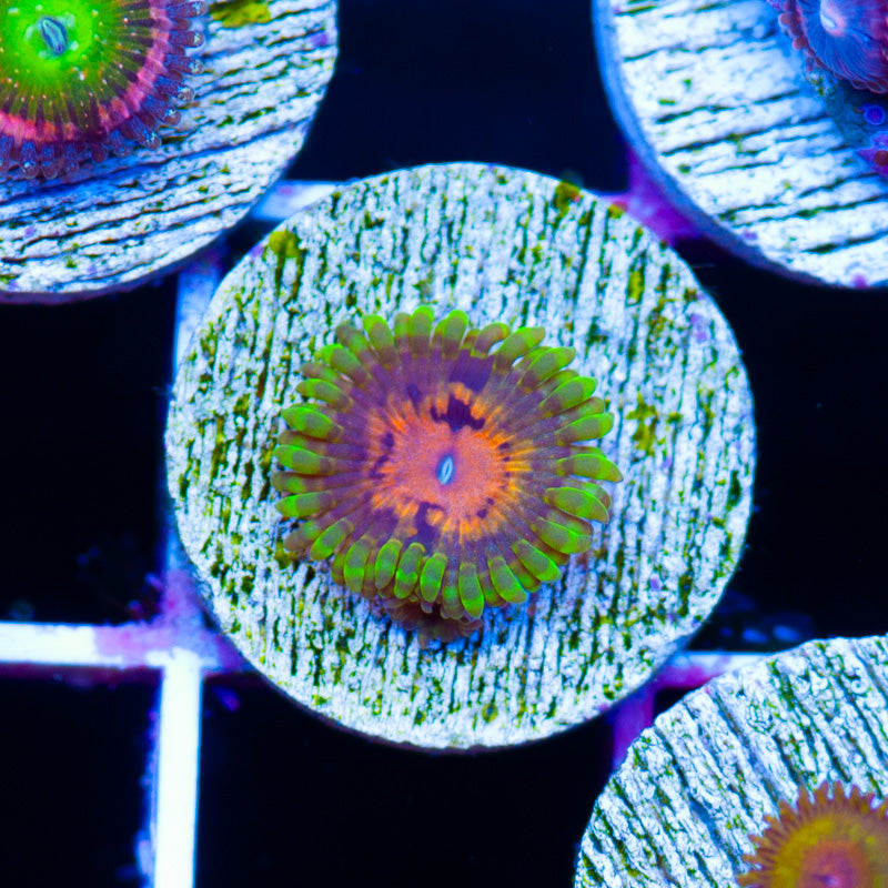 Marvin the Martian Zoanthid