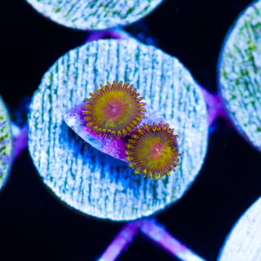 Golden God Zoanthids