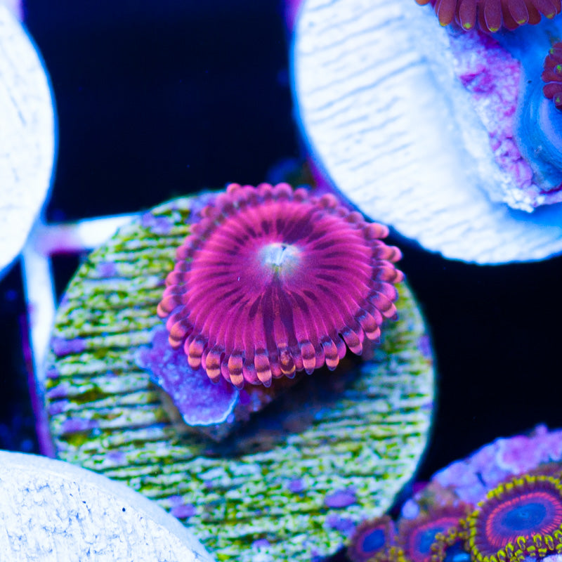 CC Pink Passion Zoanthid