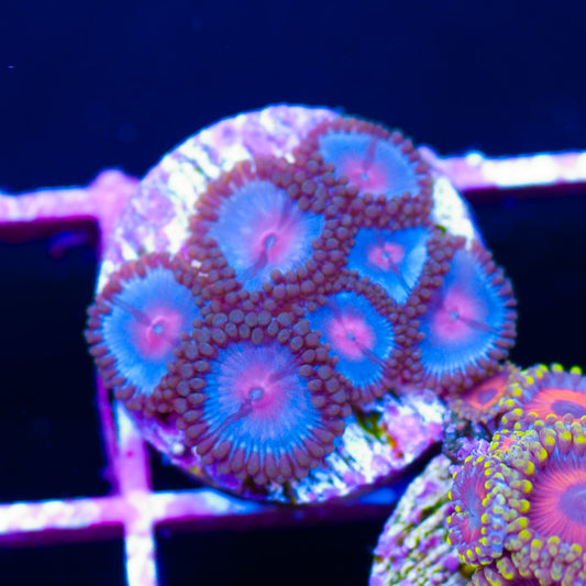 Blue Kiss Zoanthids