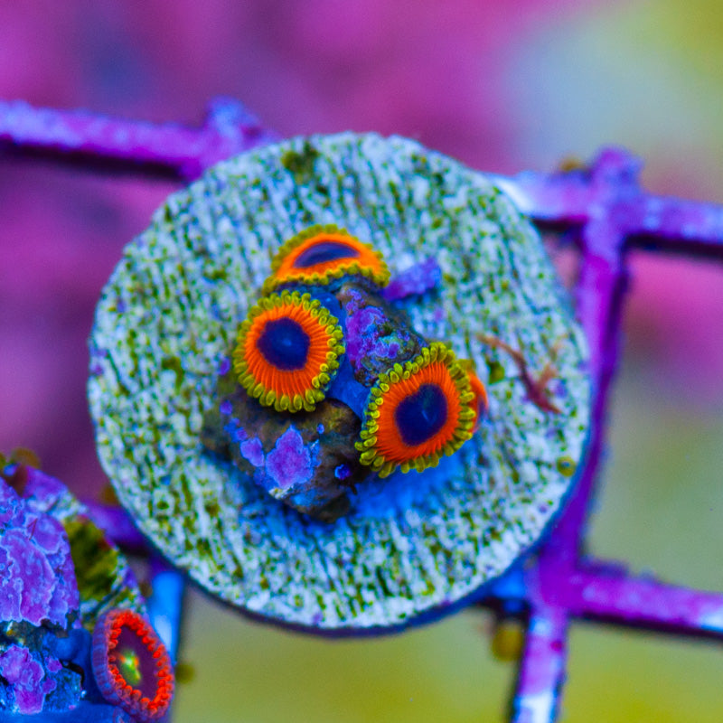 Great Owl Zoanthids