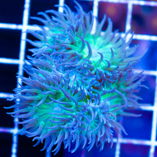 Aquacultured Green Stem Duncan