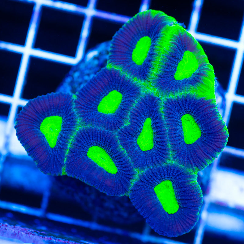 Dark Night Prism Favia Colony