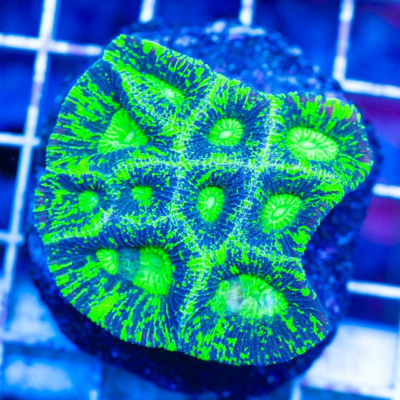 Aussie Lightning Favia Colony