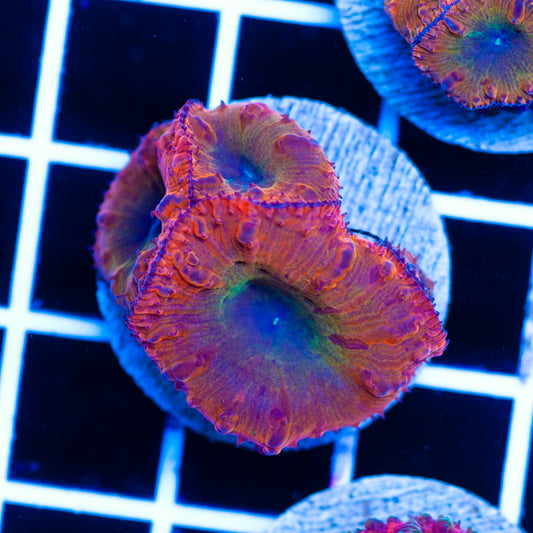 Orange Rainbow Blastomussa #2