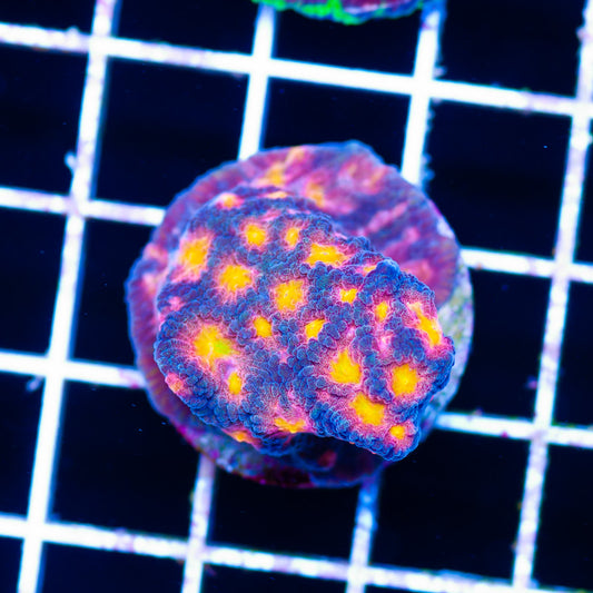 CC Space Cakes Favia