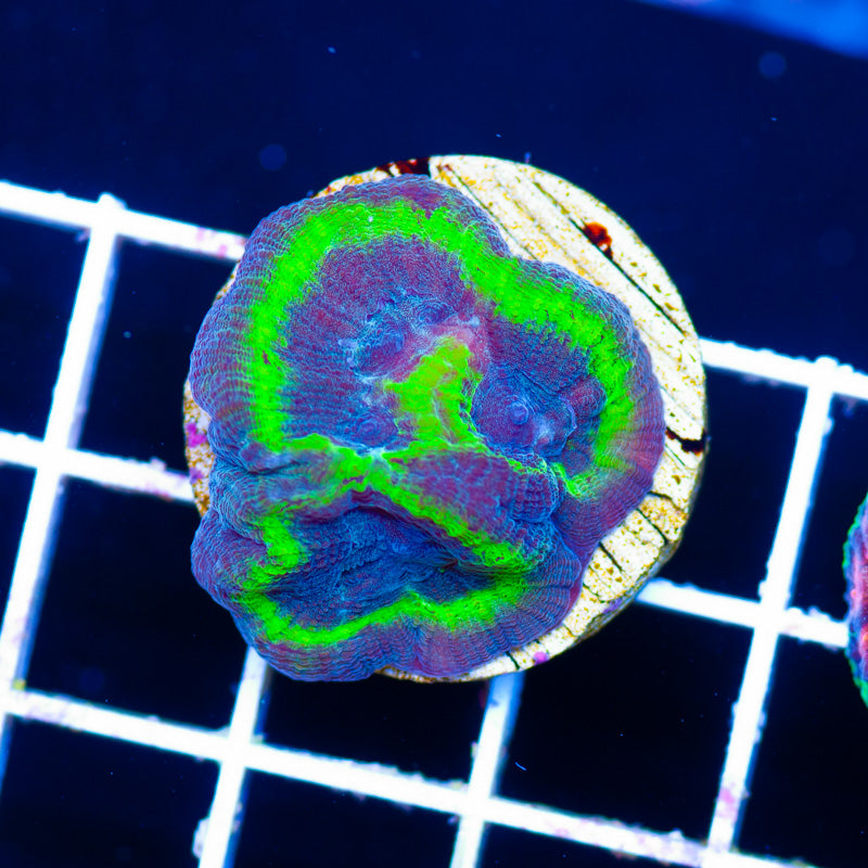 Green Ring Favia